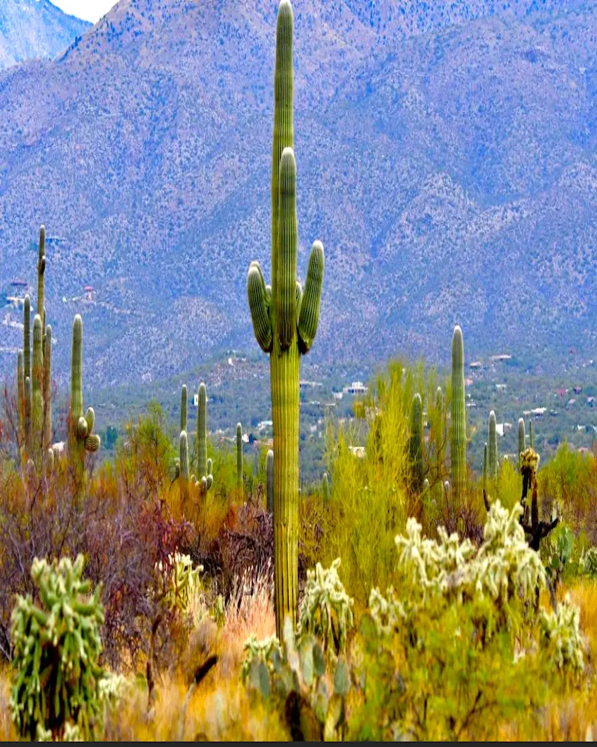 alt+"SAGUARO NATIONAL PARK ARIZONIA